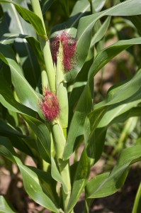 The healthy maize cobs beginning to form.