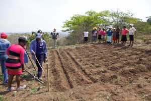 Teaching the practical skills of field prep in Mdumazulu/ Itshehlophe.