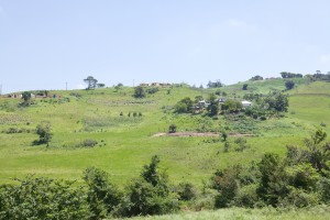 A view of the Inyoni Mlophe garden in the distance on the hillside.