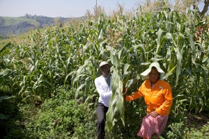 The towering maize at Tholakele's garden.