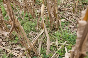 The Fescue and Vetch cover crop pokes through the mulch cover between the dry maize stalks.
