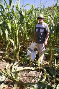 Dan looks frustratingly at the bush pig damage in the maize last year.