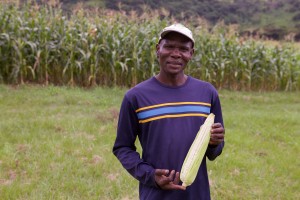 Zeph displays a maize cob from the field.