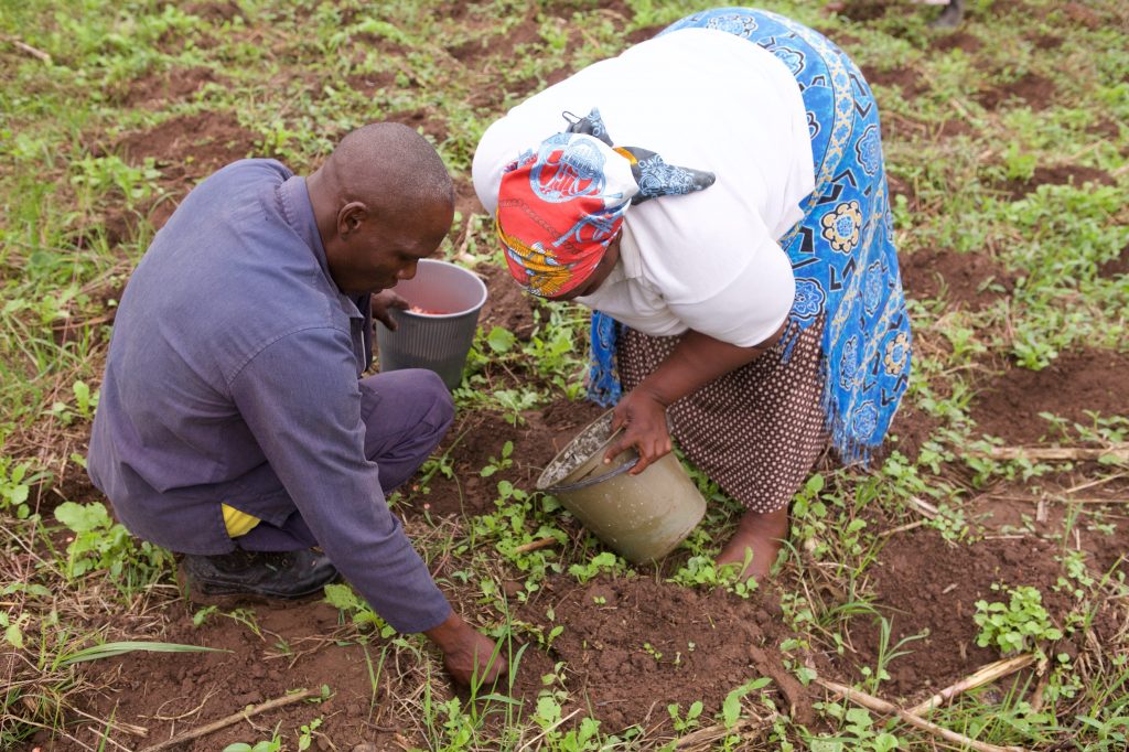 Zeph helps a local woman with planting maize.